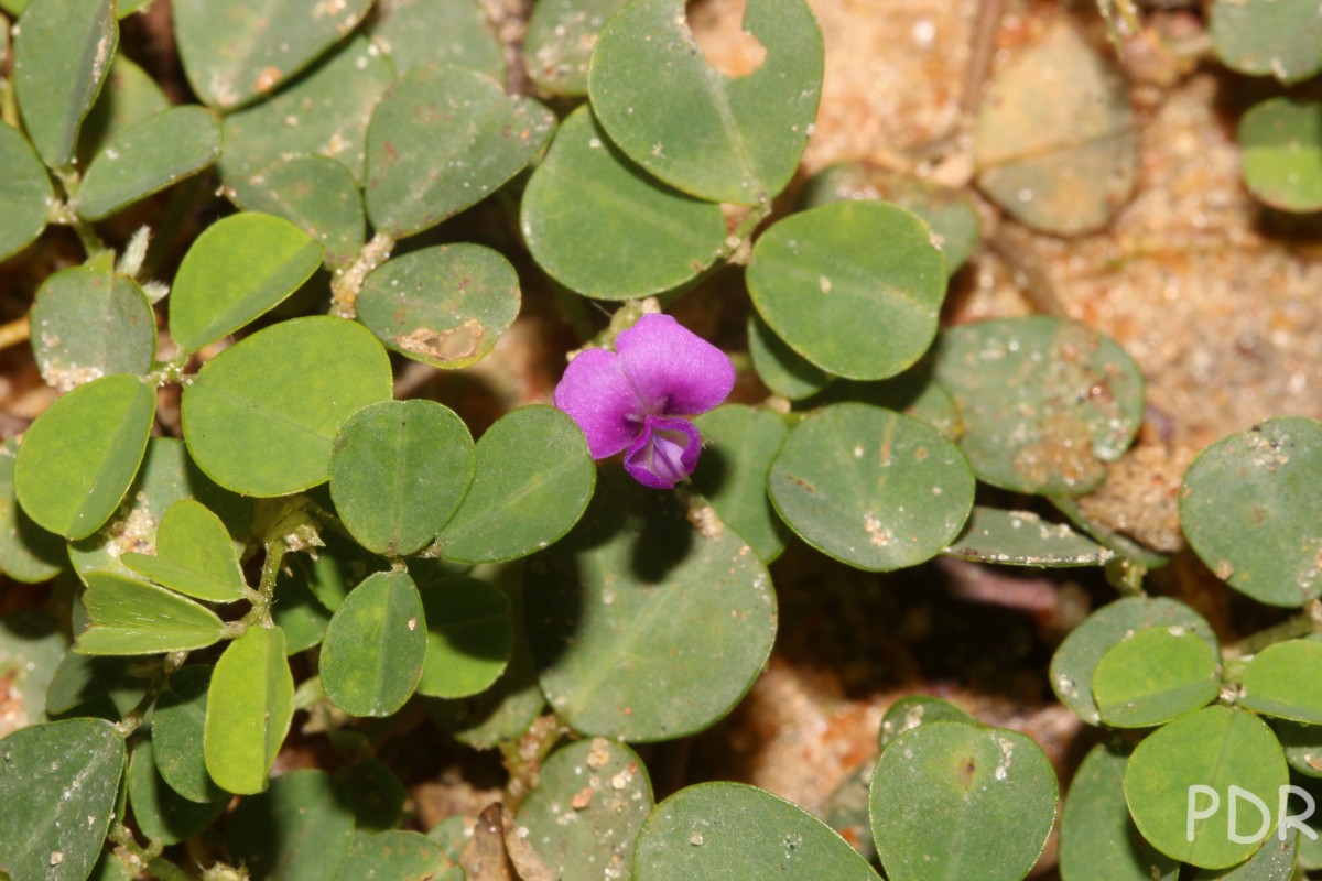 Grona triflora (L.) H.Ohashi & K.Ohashi